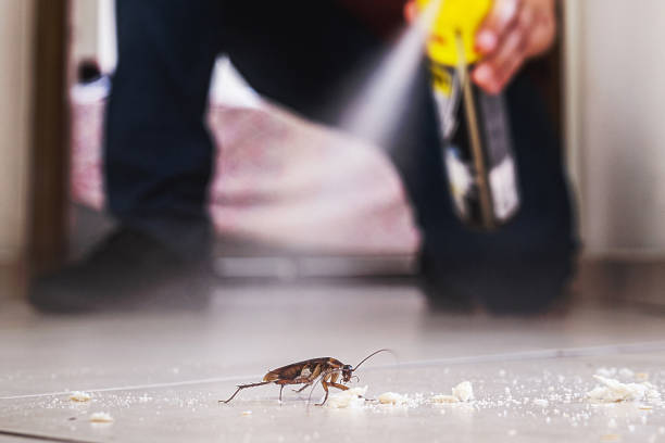 Wasp Removal Services in Kernersville, NC